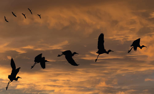 Low angle view of silhouette birds flying against sky during sunset