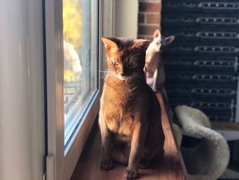 Cat sitting on window at home