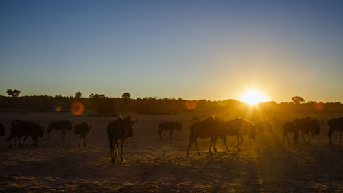 People riding horses on field against sky during sunset