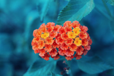 Beautiful fairy dreamy magic red yellow orange flower lantana camara on green blue blurry background