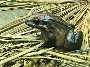 Close-up of an animal representation