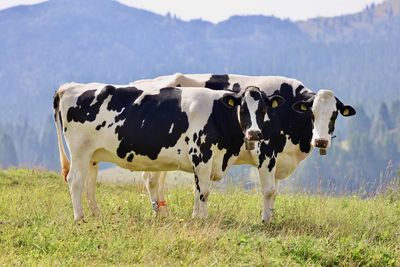 Cows standing in a field