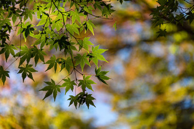 Close-up colorful fall foliage in sunny day. beautiful autumn landscape background