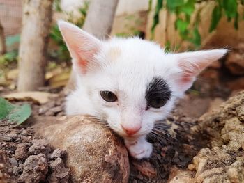 Portrait of cat