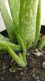 High angle view of succulent plant on field