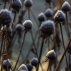 Close-up of flowering plants