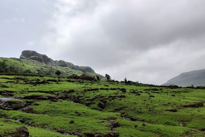 After rain .. green world