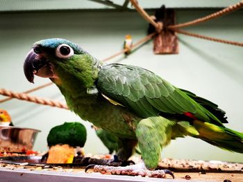 Close-up of parrot perching outdoors