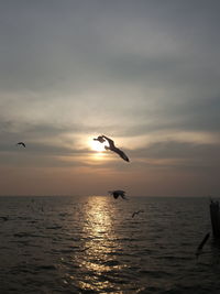 Bird flying over sea against sky