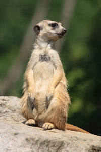 Meerkat sitting on rock