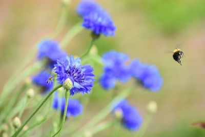 Close-up of bee pollinating on purple flower