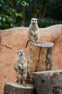 Meerkats on the lookout