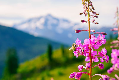 Close-up of pink flowers blooming against sky