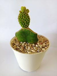 Close-up of succulent plant on table against white background