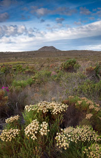 Plants growing on field against sky