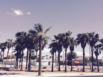 Palm trees on road against sky