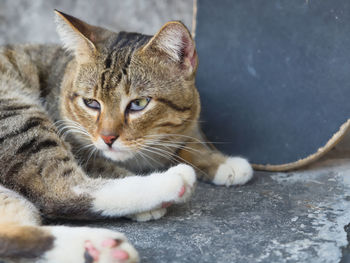 Close-up of tabby cat