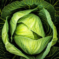 Close-up of cabbage