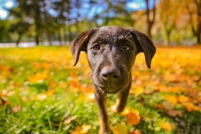 Close-up portrait of dog on field