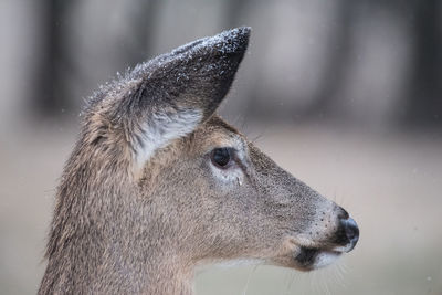 Portrait of doe with snow on her ears