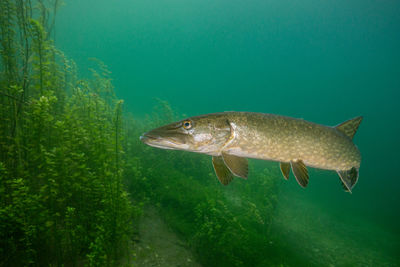 About half an hour i was accompanied by this pike in a lake