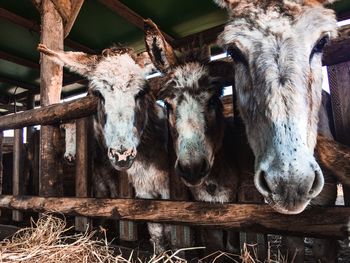 Mammals in shed