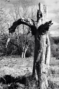 Dead tree on field