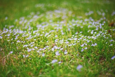 Close-up of white flowering plants on field