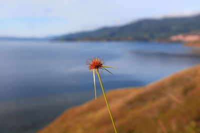 Close-up of dandelion on land against sky