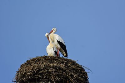 Low angle view of storks in nest against clear sky