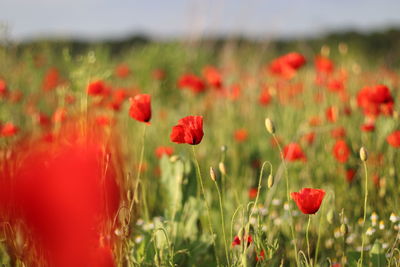 Close-up of red poppy flowers
