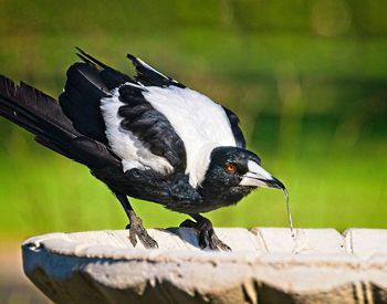 Close-up of bird perching on wood