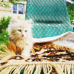 Portrait of cat sitting outdoors