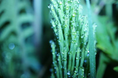 Close-up of water drops on leaf