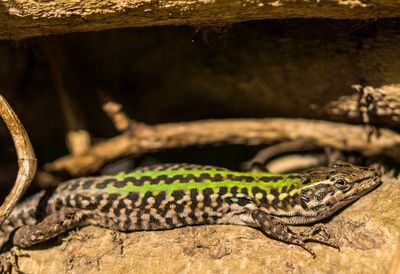 Close-up of lizard