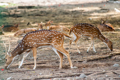 View of deer on land