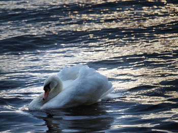 Swan swimming in lake