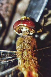 Close-up of spider