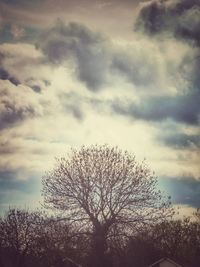 Low angle view of silhouette tree against sky