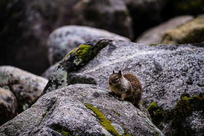 Close-up of squirrel on rock