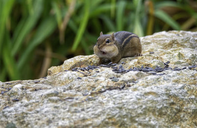 Close-up of north american chipmunk on rock with expression of surprise