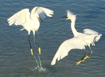 View of birds in water