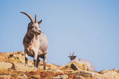 Deer standing on field against clear sky