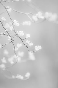 Close-up of blooming tree against sky