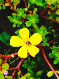 Close-up of insect on yellow flower