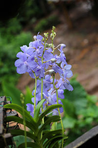 Close-up of purple flowering plant