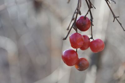 Close-up of red berries on tree