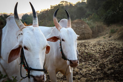 Portrait of cow