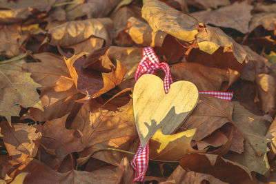 High angle view of maple leaves on field