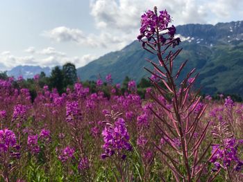 Close-up of pink flowering plants on field against sky